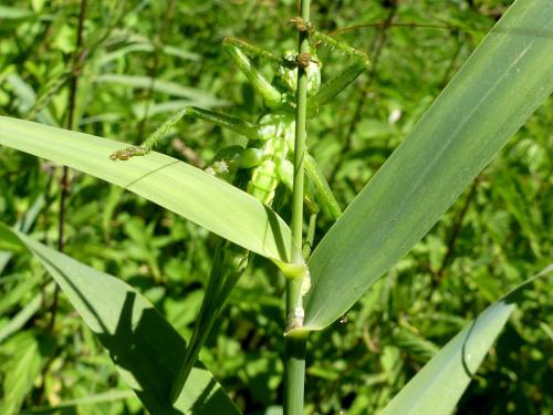Réf. 304 737 : Tettigonia viridissima